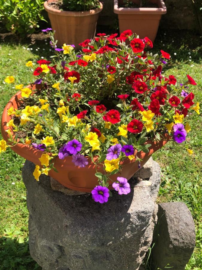 B&B Anna Bolsena Eksteriør bilde